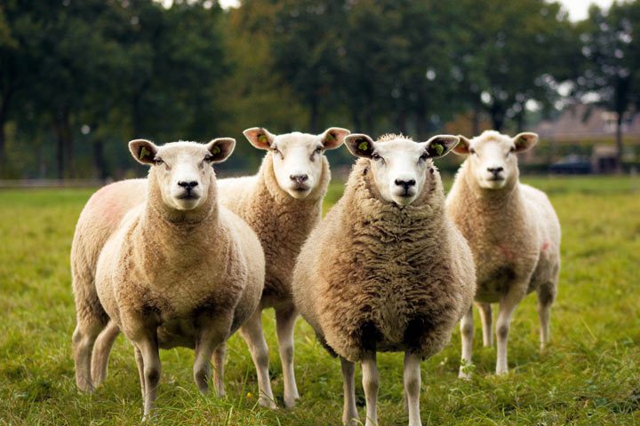 خرید ردیاب گوسفندان