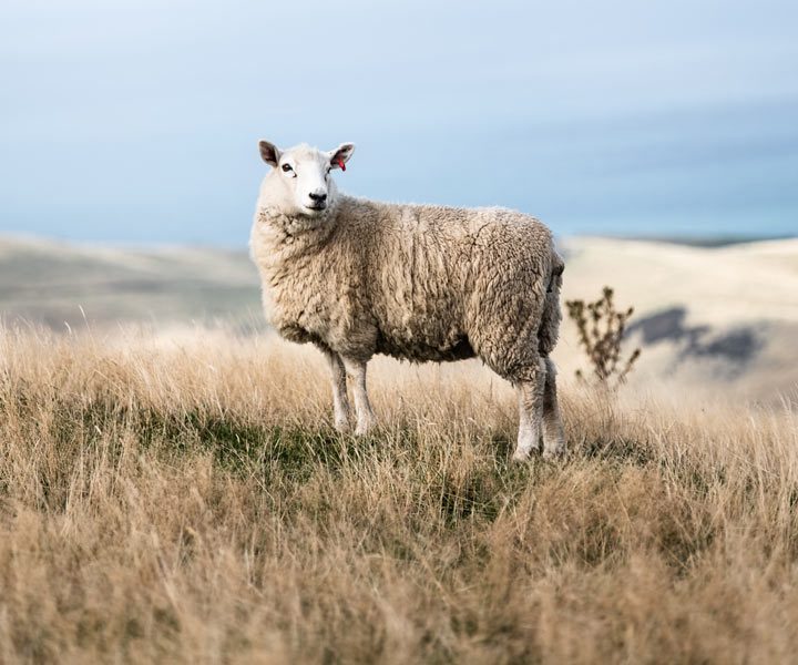 ردیابی گوسفندان برای دامدارن